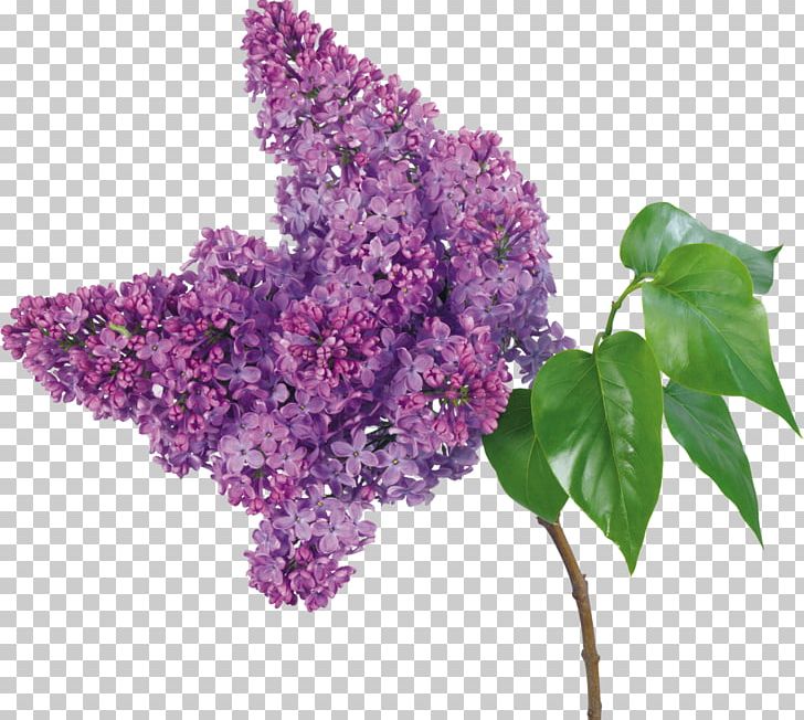 Lilac Flower Bouquet Branch Petal PNG, Clipart, Blossom, Branch, Color, Cut Flowers, Flower Free PNG Download