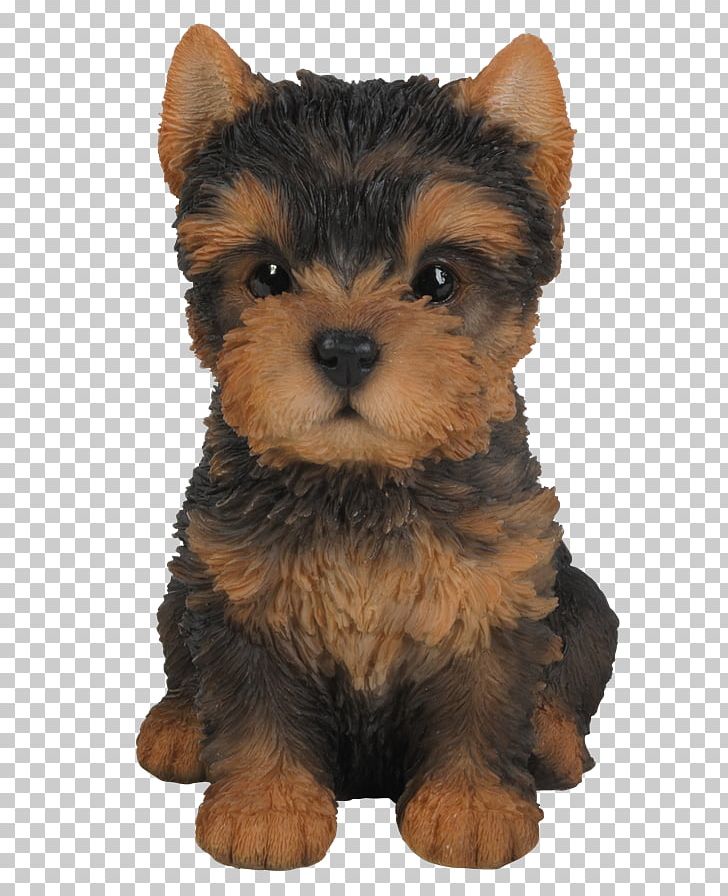 Yorkshire Terrier Puppy Pug Ornament PNG, Clipart, Animals, Australian Terrier, Cairn Terrier, Carnivoran, Cat Free PNG Download