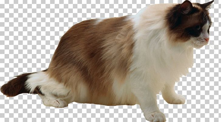 Whiskers Manx Cat Maine Coon Keeshond Photography PNG, Clipart, Breed, Carnivoran, Cat, Cat Like Mammal, Companion Dog Free PNG Download