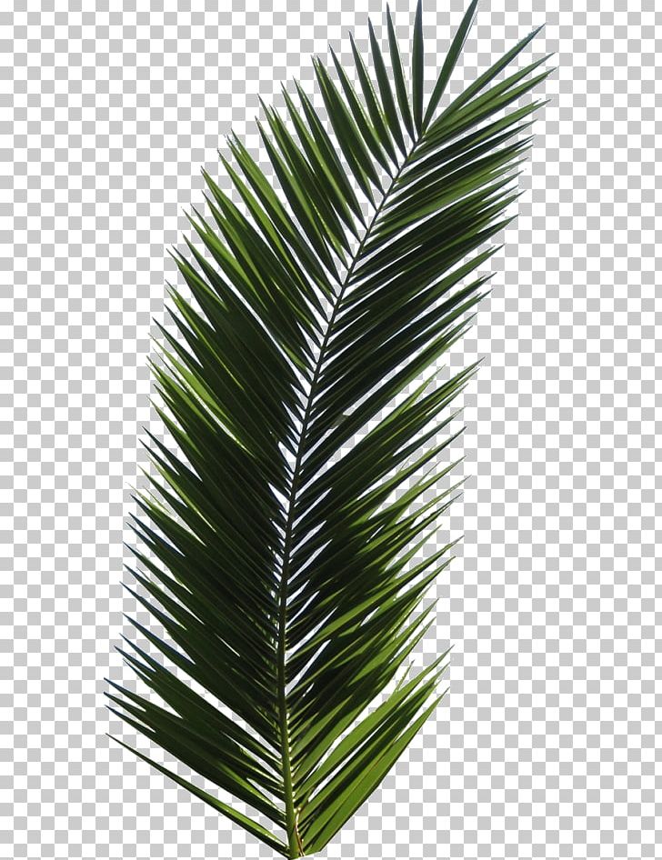 Arecaceae Leaf Palm Branch Tree PNG, Clipart, Arecaceae, Arecales, Asian Palmyra Palm, Borassus Flabellifer, Frond Free PNG Download