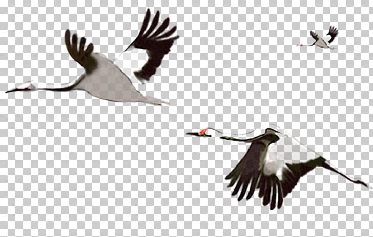 Red-crowned Crane Bird Goose PNG, Clipart, Animal Migration, Beak, Bird, Bird Migration, Crane Free PNG Download