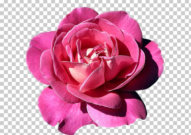 Rose Flower Pink PNG, Clipart, China Rose, Cut Flowers, Desktop Wallpaper, Floral Design, Floribunda Free PNG Download