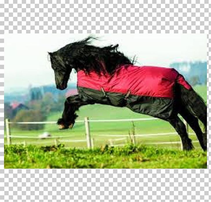 Stallion Halter Mustang Pony Carpet PNG, Clipart, Blanket, Breathability, Bridle, Carpet, Dressage Free PNG Download