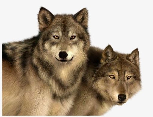 Two Wolves PNG, Clipart, Animals, Animals Wolf, Carnivores, Jackal, Two Clipart Free PNG Download