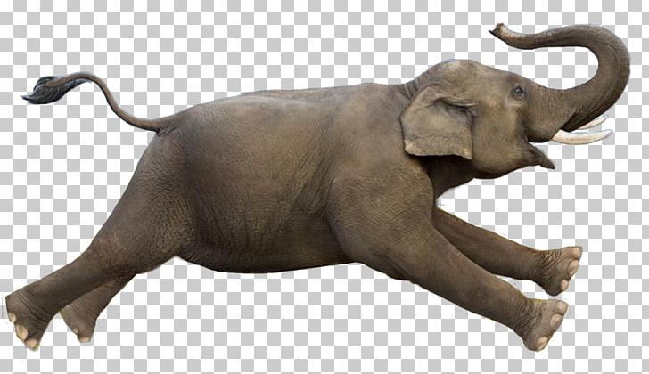 African Bush Elephant Elephantidae Asian Elephant Mahout Elephant Run PNG, Clipart, African Bush Elephant, African Elephant, Animal, Asian Elephant, Cnco Free PNG Download