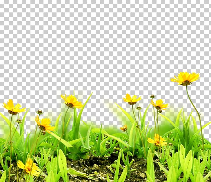 Meadow Flower Sky Grass PNG, Clipart, Art, Background, Background Vector, Computer Wallpaper, Daisy Family Free PNG Download