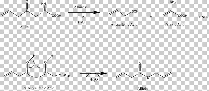 Allicin Diallyl Disulfide Alliin Sulfur Allioideae PNG, Clipart, Alliinase, Allioideae, Allium, Angle, Black Free PNG Download