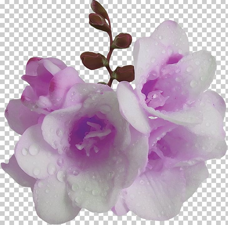 Flower Violet Purple Mauve PNG, Clipart, Flower, Flowering Plant, Fond Blanc, Herbaceous Plant, Lilac Free PNG Download