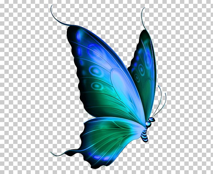 Glasswing Butterfly Papillon Dog Png Clipart Arthropod Birds Birds And Insects Blue Butterflies And Moths Free
