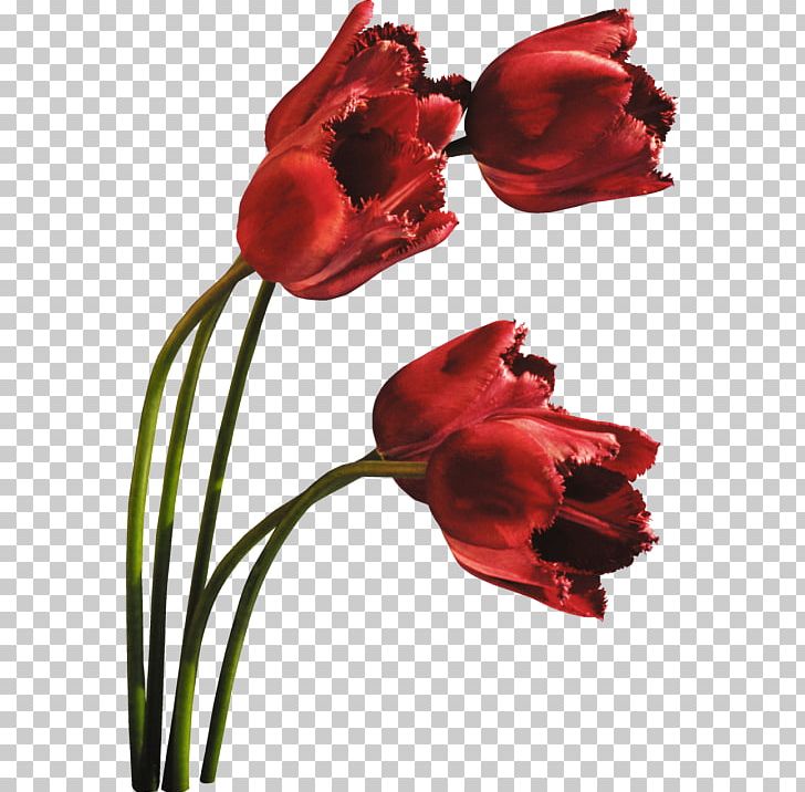Tulip Cut Flowers Petal Plant Stem PNG, Clipart, Cut Flowers, Daytime, Flame, Flower, Flowering Plant Free PNG Download