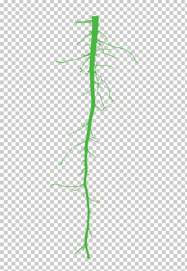 Twig Grasses Plant Stem PNG, Clipart, Branch, Family, Flora, Flowering Plant, Grass Free PNG Download