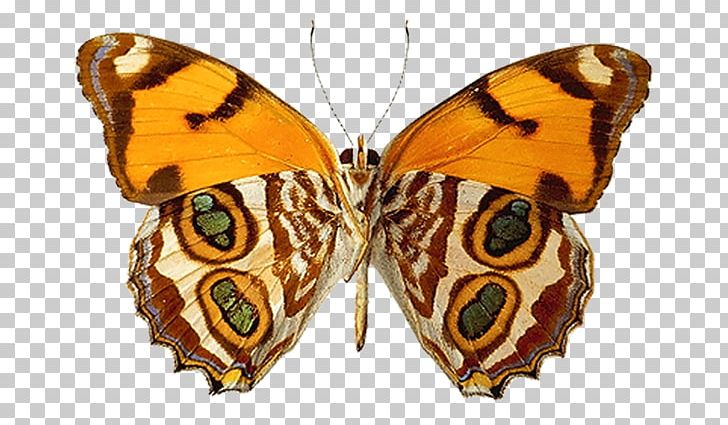 Butterfly Insect Nymphalidae PNG, Clipart, Arthropod, Brush Footed Butterfly, Butterflies And Moths, Butterfly, Butterfly Gardening Free PNG Download