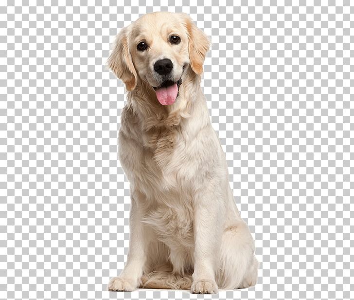 Golden Retriever Labrador Retriever Puppy English Cocker Spaniel PNG, Clipart, Animals, Carnivoran, Coat, Companion Dog, Dog Free PNG Download