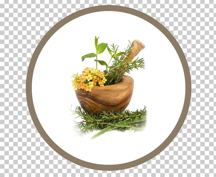 Herb Therapy Medicine Dr. Med. Johannes Mayer Plant PNG, Clipart, Acupuncture, Castor Oil, Common Dandelion, Disease, Essential Oil Free PNG Download