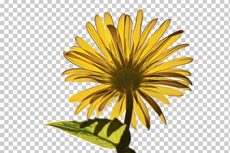 Sunflower PNG, Clipart, Chrysanthemum, Common Sunflower, Coneflower, Dandelion, Oxeye Daisy Free PNG Download
