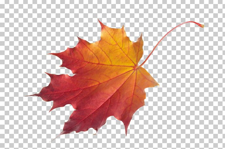 Autumn Leaf Color PNG, Clipart, Autumn, Autumn Leaf, Autumn Leaf Color, Chlorophyll, Clip Art Free PNG Download