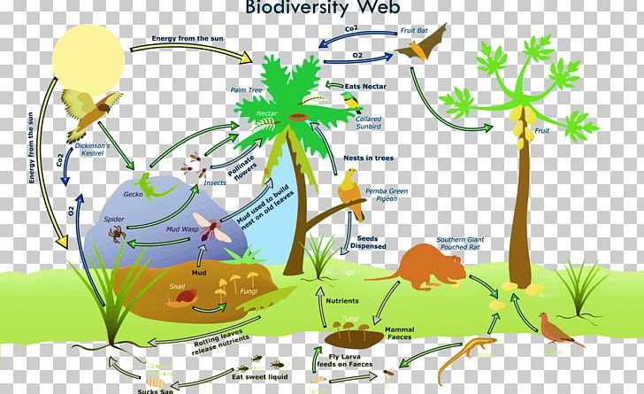 Biodiversity Loss Global Biodiversity Ecosystem Biology PNG, Clipart, Area, Biodiversity, Biodiversity Loss, Biology, Branch Free PNG Download