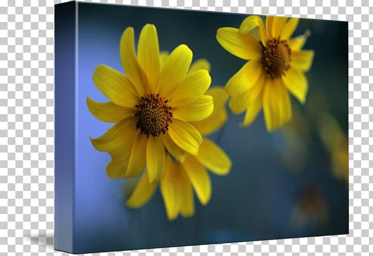 Macro Photography Wildflower PNG, Clipart, Daisy Family, Flora, Flower, Flowering Plant, Gold Mountain Free PNG Download