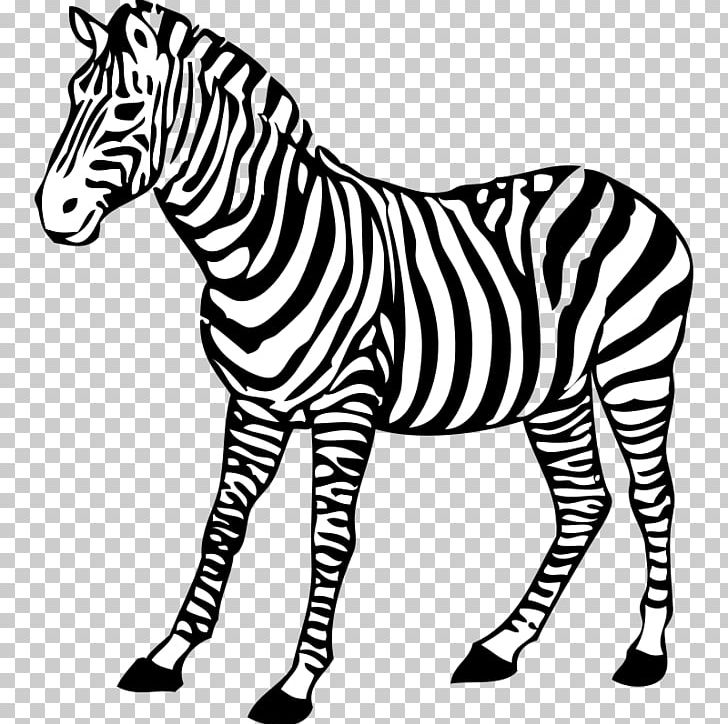 Zebra Free Content PNG, Clipart, Animal Figure, Big Cats, Black And White, Cuteness, Download Free PNG Download