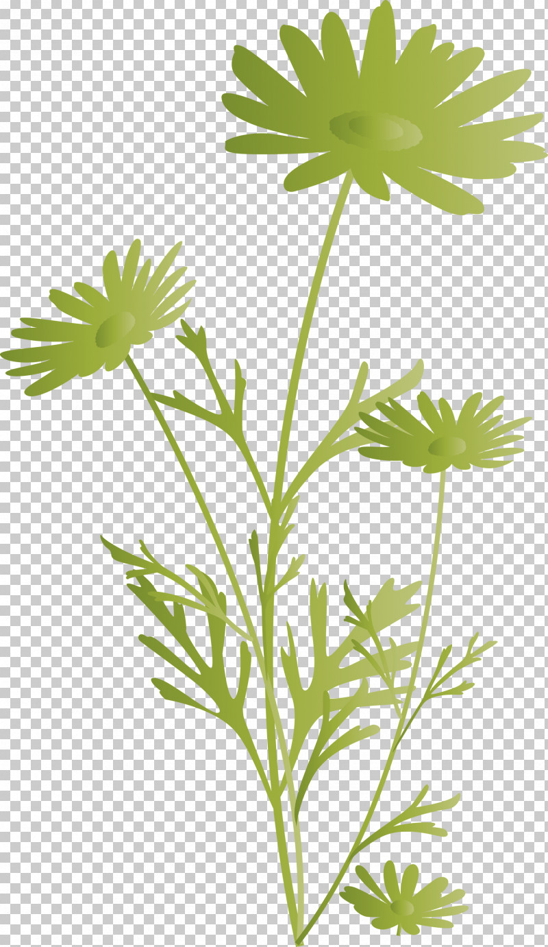 Marguerite Flower Spring Flower PNG, Clipart, Chamomile, Flower, Herb, Herbaceous Plant, Herbal Free PNG Download