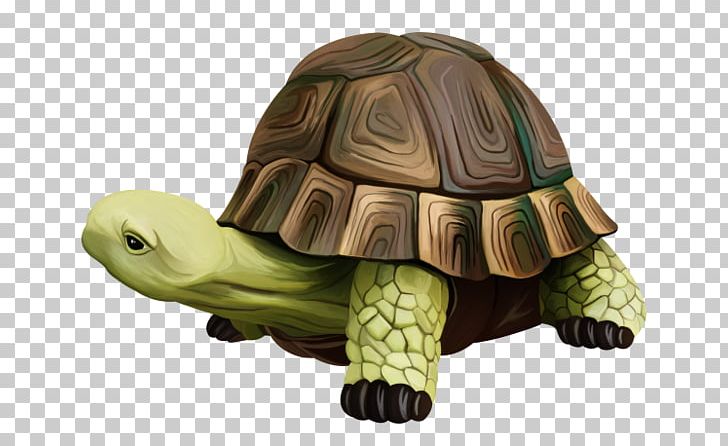 Box Turtles Watercolor Painting Computer Software PNG, Clipart, 3d Computer Graphics, Animals, Animaux, Arasaac, Box Turtle Free PNG Download