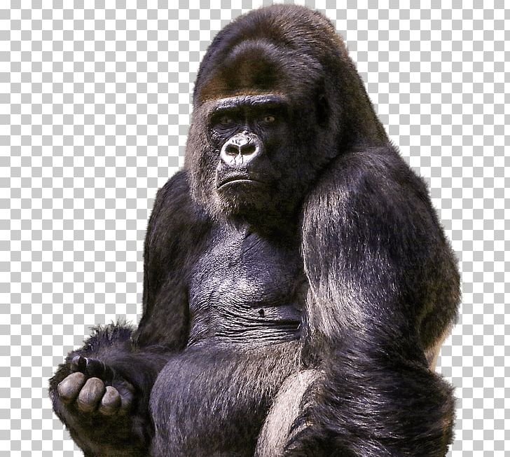 Gorilla Chimpanzee Orangutan Primate PNG, Clipart, Animals, Chimpanzee, Common Chimpanzee, Desktop Wallpaper, Display Resolution Free PNG Download