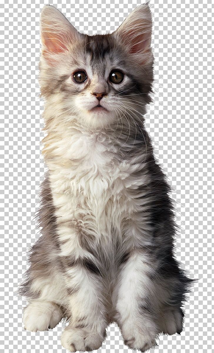 Maine Coon British Shorthair Golden Retriever Kitten Puppy Png