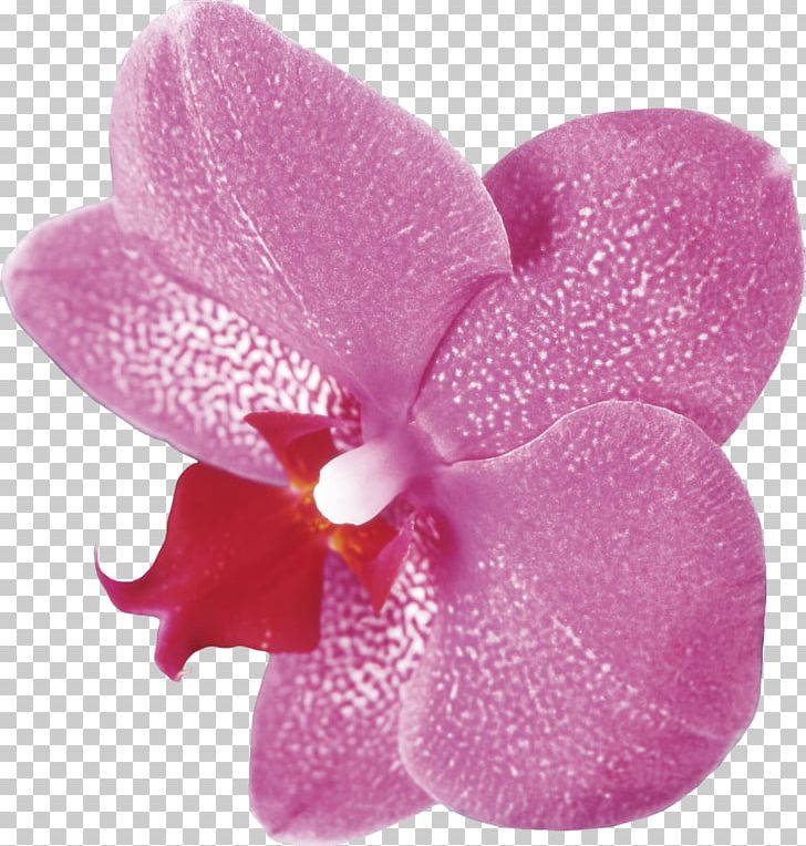 Moth Orchids PNG, Clipart, Clip Art, Drawing, Email, Flower, Flowering Plant Free PNG Download