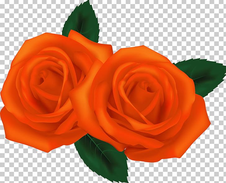 Still Life: Pink Roses Garden Roses PNG, Clipart, Color, Cut Flowers, Drawing, Floribunda, Floristry Free PNG Download