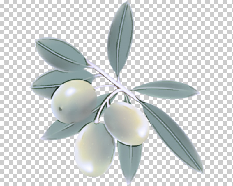 Olive Leaf Plant Tree Fruit PNG, Clipart, Flower, Fruit, Leaf, Metal, Olive Free PNG Download