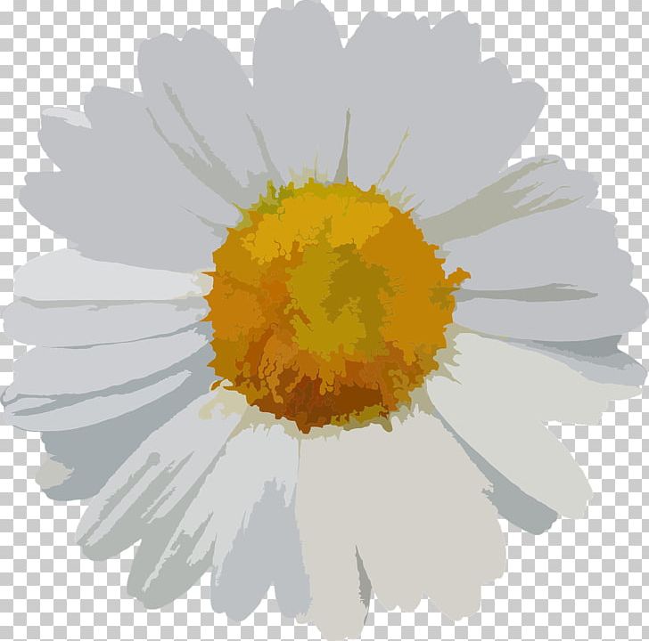 Flower Common Daisy PNG, Clipart, Calendula, Camomile, Chrysanths, Common Daisy, Computer Wallpaper Free PNG Download