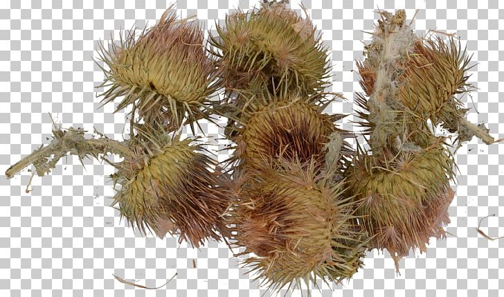 Onopordum Acanthium Thistle Therapy Medicine Disease PNG, Clipart, Branch, Description, Disease, Medicine, Oncology Free PNG Download