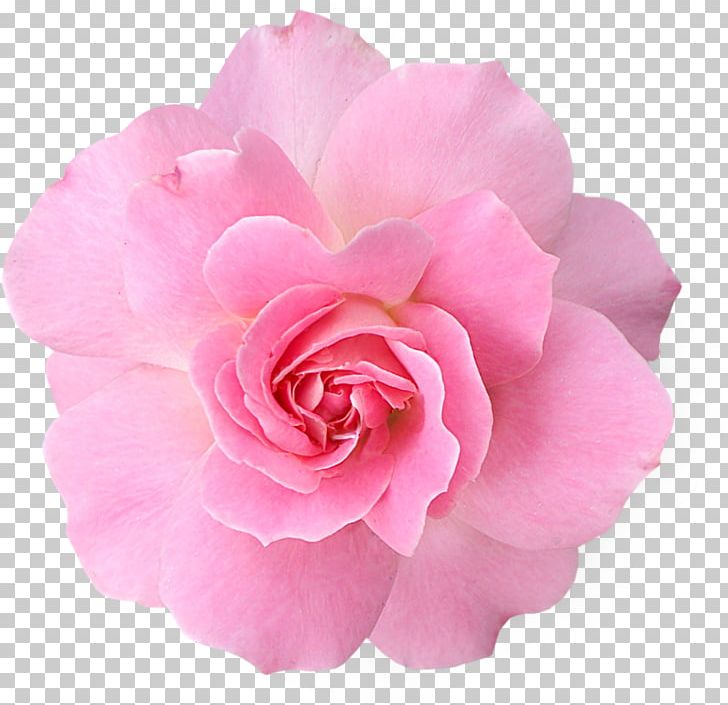 Pink Flowers Rose PNG, Clipart, China Rose, Color, Cut Flowers, Desktop Wallpaper, Floribunda Free PNG Download