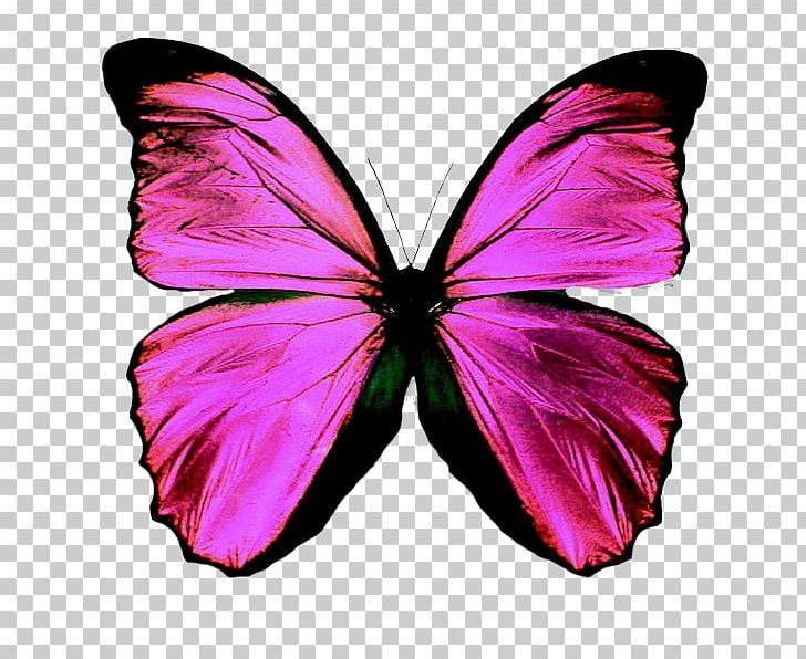 Strawberry Perl Integrated Development Environment Perl 6 DWIM PNG, Clipart, Arthropod, Brush Footed Butterfly, Butterfly, Catalyst, Code Refactoring Free PNG Download