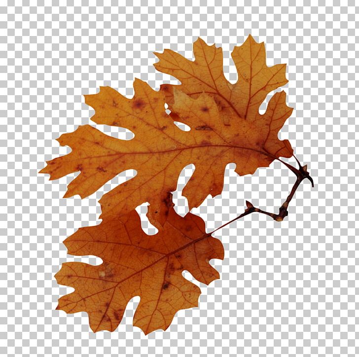 Autumn Leaf Color Tree American Sweetgum Quercus Nigra PNG, Clipart, Acorn, American Sweetgum, Autumn, Autumn Leaf Color, Bur Oak Free PNG Download