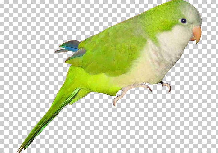 Budgerigar Lovebird Parrot Macaw PNG, Clipart, Animals, Beak, Bird, Budgerigar, Chart Free PNG Download