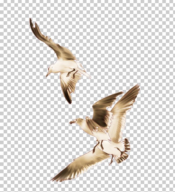 European Herring Gull Seabird Gulls PNG, Clipart, Animals, Beak, Bird, Bird Migration, Bird Of Prey Free PNG Download