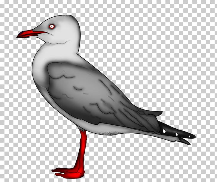 Gulls European Herring Gull Great Black-backed Gull Bird Drawing PNG, Clipart, American Herring Gull, Animals, Beak, Bird, Charadriiformes Free PNG Download