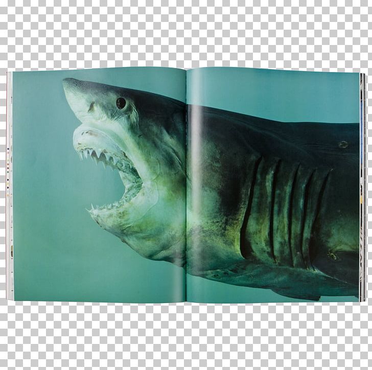 Damien Hirst: Relics Shark Art Painting PNG, Clipart, Animal, Animals, Art, Cartilaginous Fish, Chondrichthyes Free PNG Download