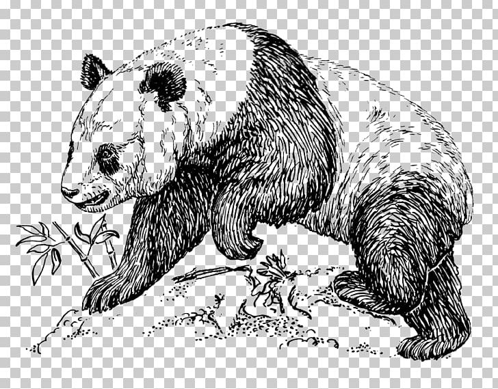 Giant Panda Bear Drawing Art PNG, Clipart, Animals, Artist, Bear, Beaver, Black And White Free PNG Download