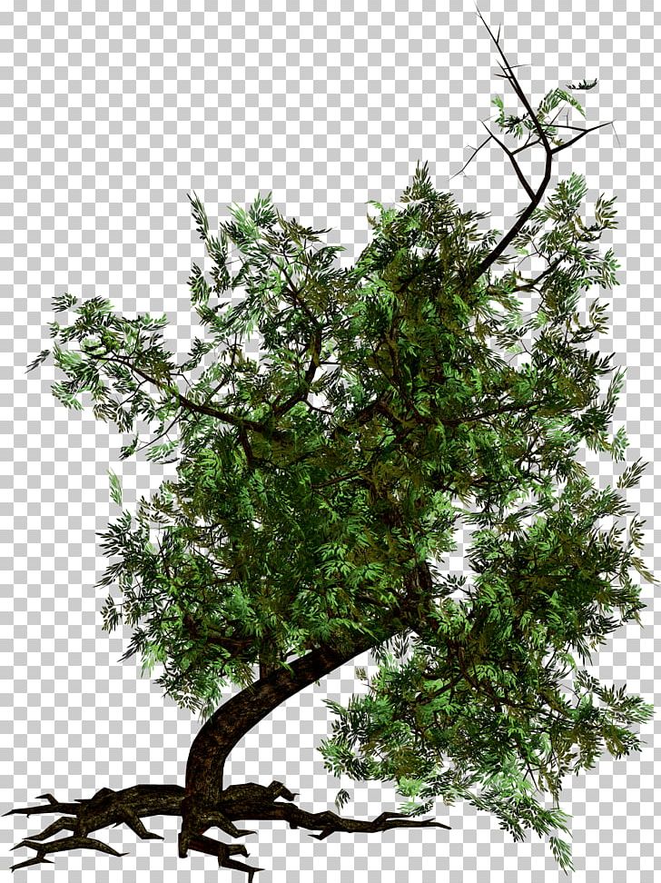 Tree Photography PNG, Clipart, Art, Branch, Desktop Wallpaper, Evergreen, Fineart Photography Free PNG Download