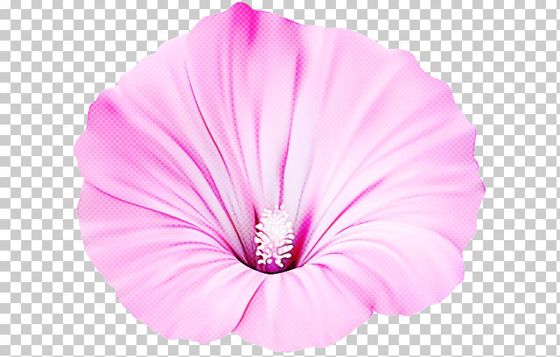 Pink Petal Flower Plant Tree Mallow PNG, Clipart, Flower, Herbaceous Plant, Morning Glory, Petal, Pink Free PNG Download