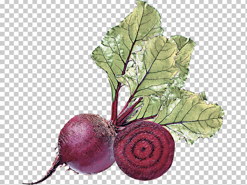 Beetroot Turnip Beet Radish Leaf PNG, Clipart, Beet, Beetroot, Flower, Food, Leaf Free PNG Download