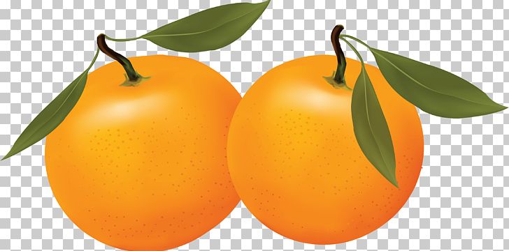 Clementine Longwood Tangerine Orange PNG, Clipart, Apple, Apricot, Behealthy, Bitter Orange, Blu Free PNG Download