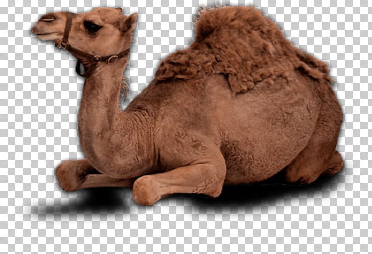 Dromedary Bactrian Camel Portable Network Graphics Milk PNG, Clipart, Arabian Camel, Bactrian Camel, Camel, Camel Like Mammal, Camel Milk Free PNG Download