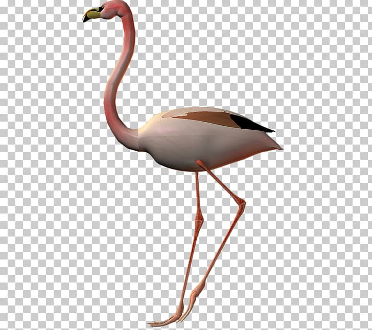 Flamingos Bird PNG, Clipart, Animals, Beak, Bird, Blog, Cok Free PNG Download