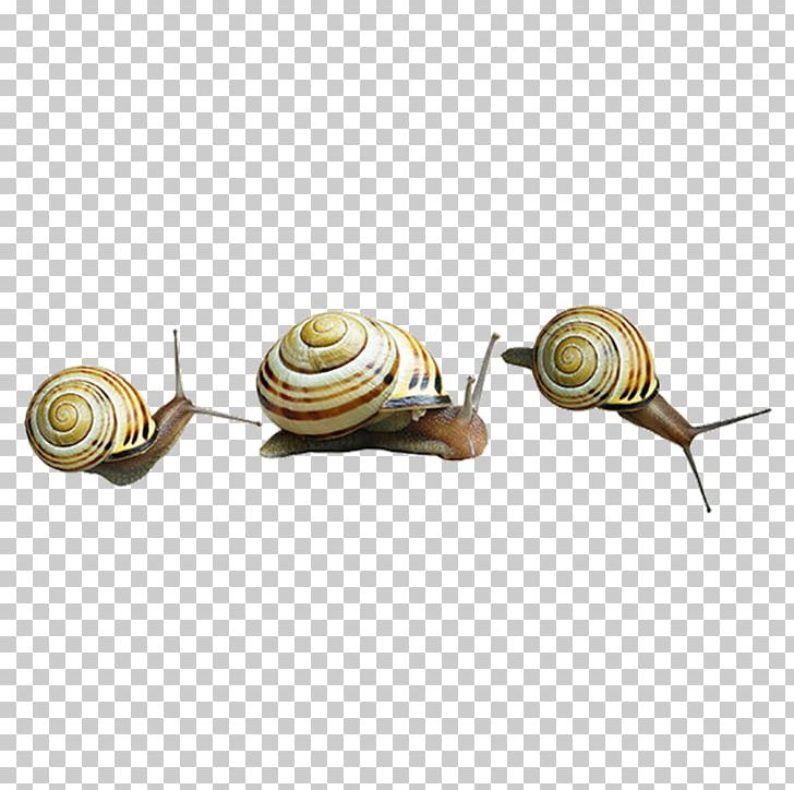 Snail PNG, Clipart, Animals, Cartoon Snail, Deviantart, Digital Image, Environmental Free PNG Download