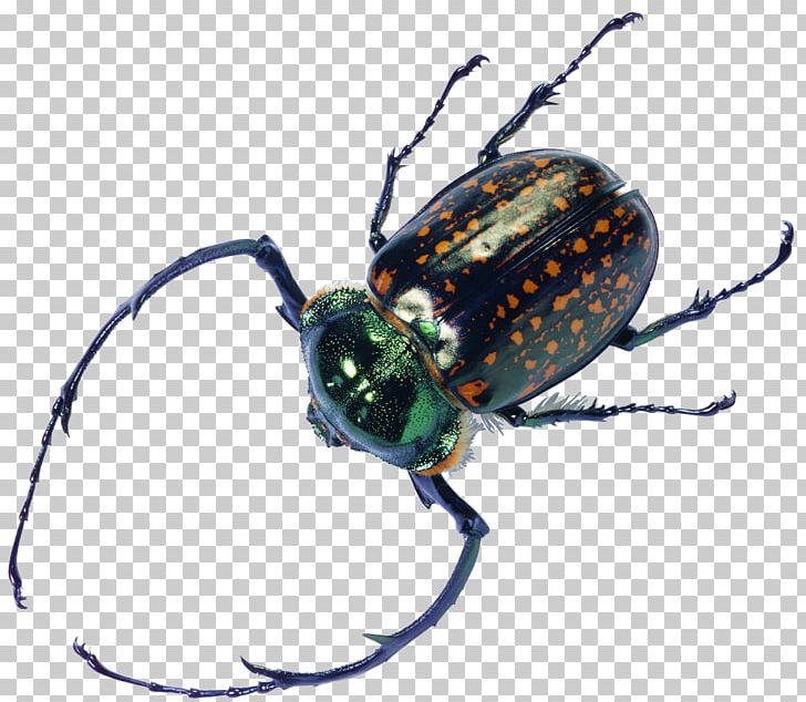 Japanese Rhinoceros Beetle Flower Chafer Dynastinae Goliathus PNG, Clipart, Arthropod, Bed, Bed Bugs, Beetle, Bug Free PNG Download