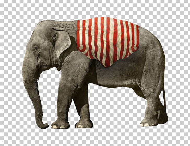 African Elephant Circus PNG, Clipart, African, Animal, Animals, Baby Elephant, Cute Elephant Free PNG Download