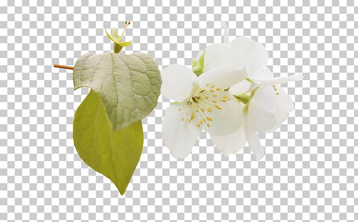 Flower Still Life Photography Petal PNG, Clipart, Blossom, Branch, Culture, Flower, Flowering Plant Free PNG Download